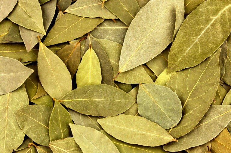 9 propiedades de las hojas de laurel que no conocías