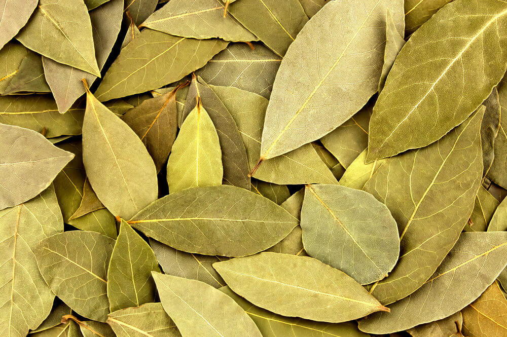 11 propiedades de las hojas de laurel que no conocías