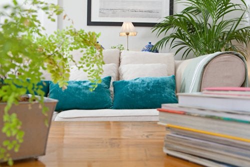 4 plantas para un diseño interior contemporáneo