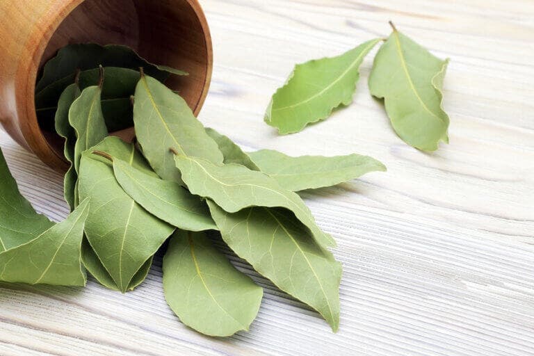 Cómo usar laurel para el tratamiento de la diabetes