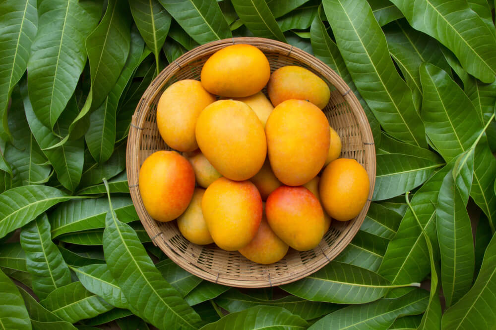 Mango surrounded by its own leaves and the benefits you did not know about mango