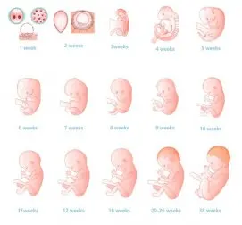 Anomalías y alteraciones del tracto genital