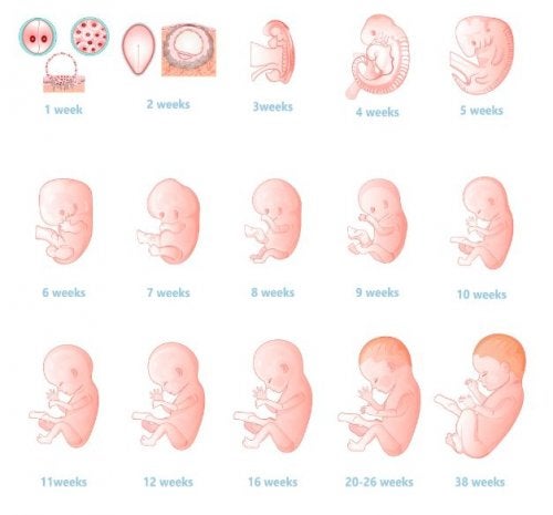 Anomalías y alteraciones del tracto genital