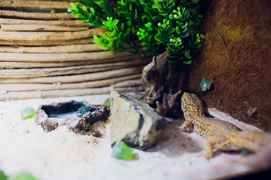 Iguana en terrario