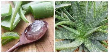 5 mejores beneficios del aloe vera para la salud