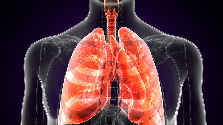 Recreación digital de los pulmones.