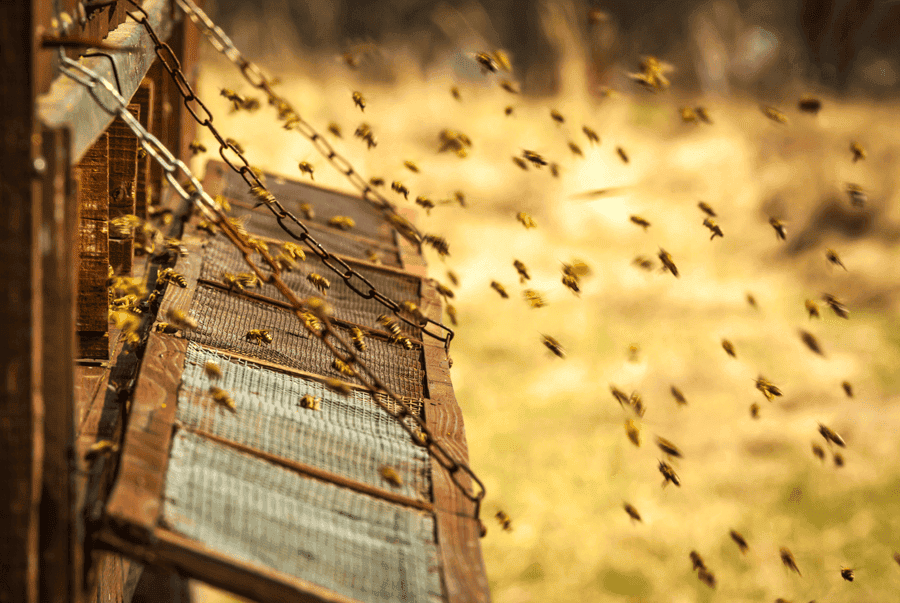 Abejas