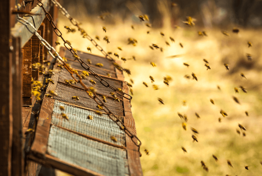 Abejas