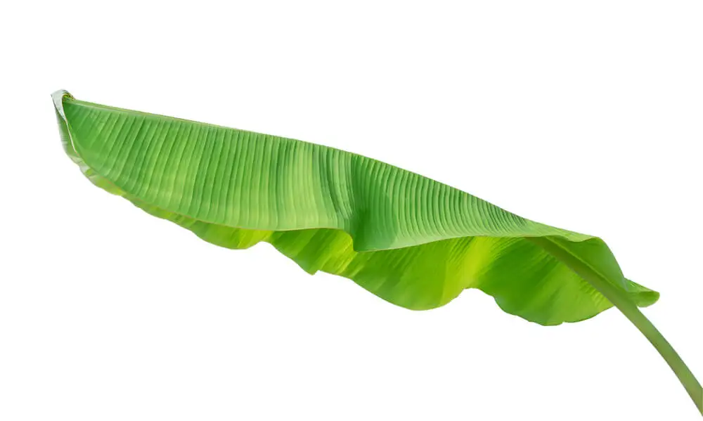 Hoja de plátano
