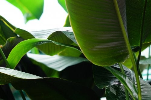Descubre aquí los increíbles beneficios de las hojas de plátano