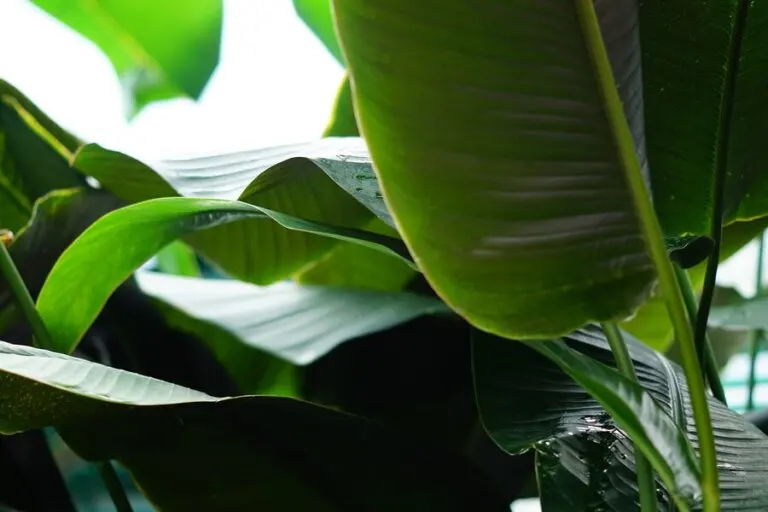 Descubre aquí los increíbles beneficios de las hojas de plátano