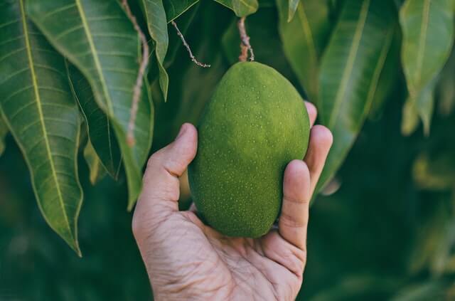 Mano tomando un mango de la planta.