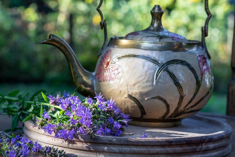 5 beneficios del hisopo y cómo usarlo en remedios