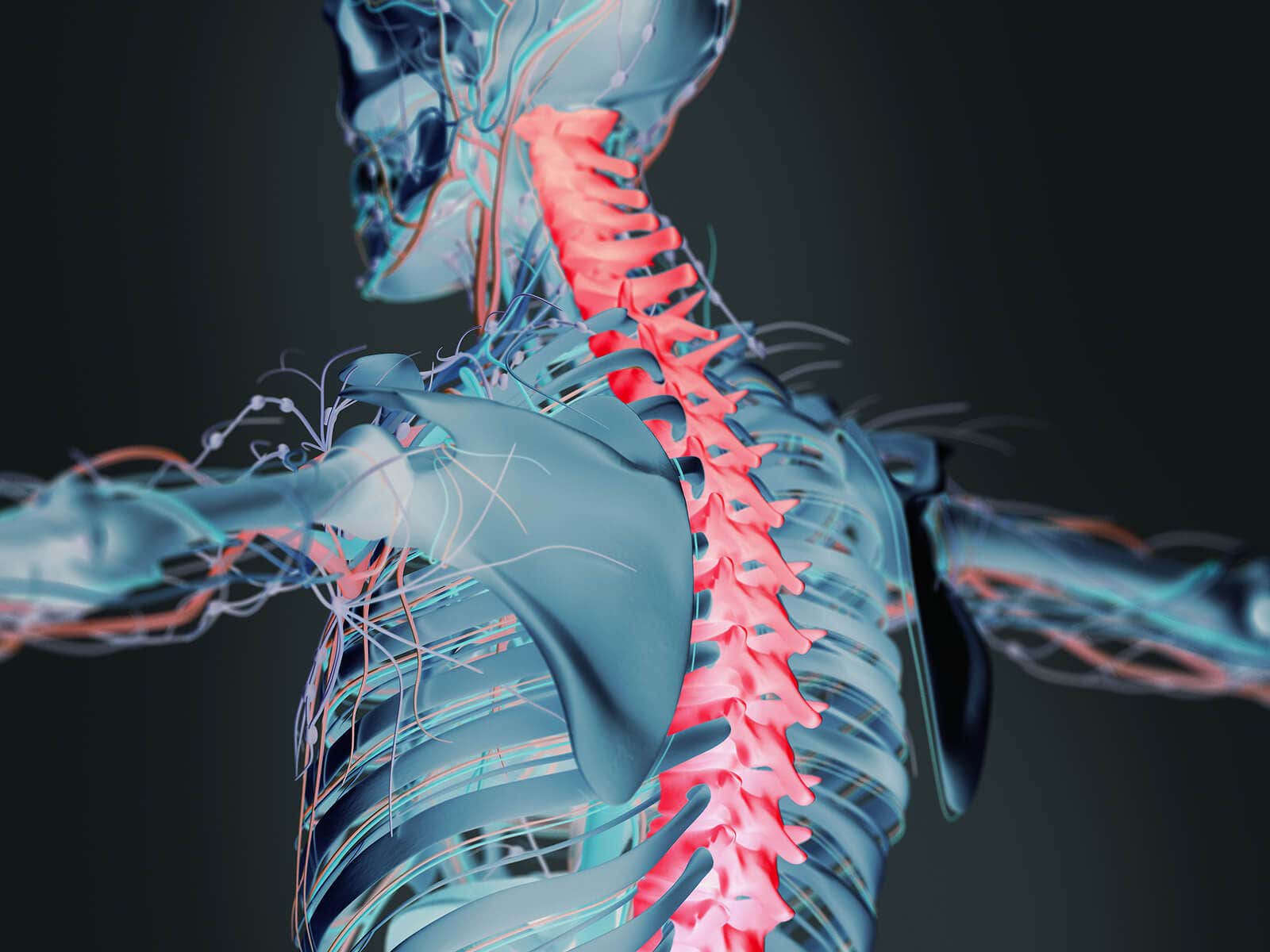 La decorticación se encuentra ligada a daños en la médula espinal.