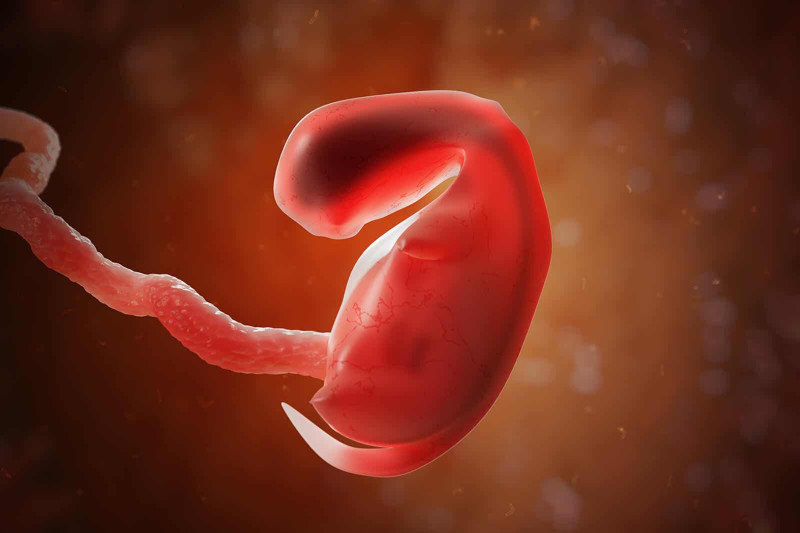 Embryoadoption - Nahaufnahme eines Embyros