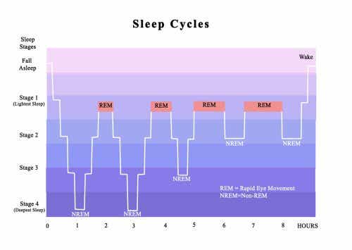 Ciclos circadianos durante el sueño.