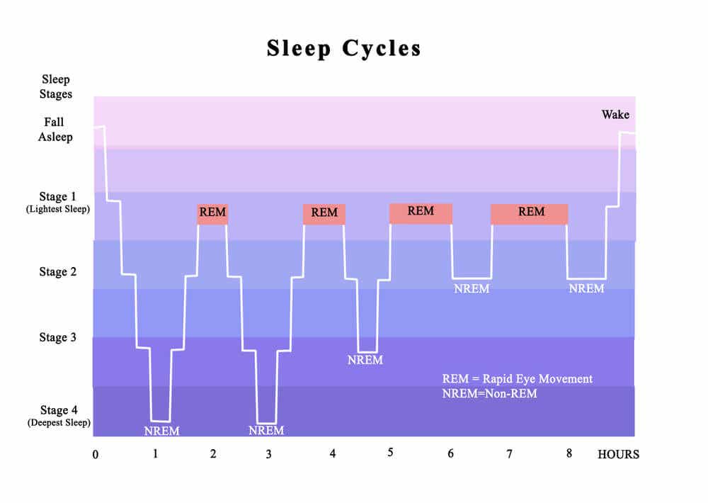 ciclos sueño ritmos circadianos insomnio