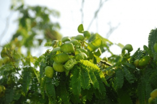 Frutos de guatapaná