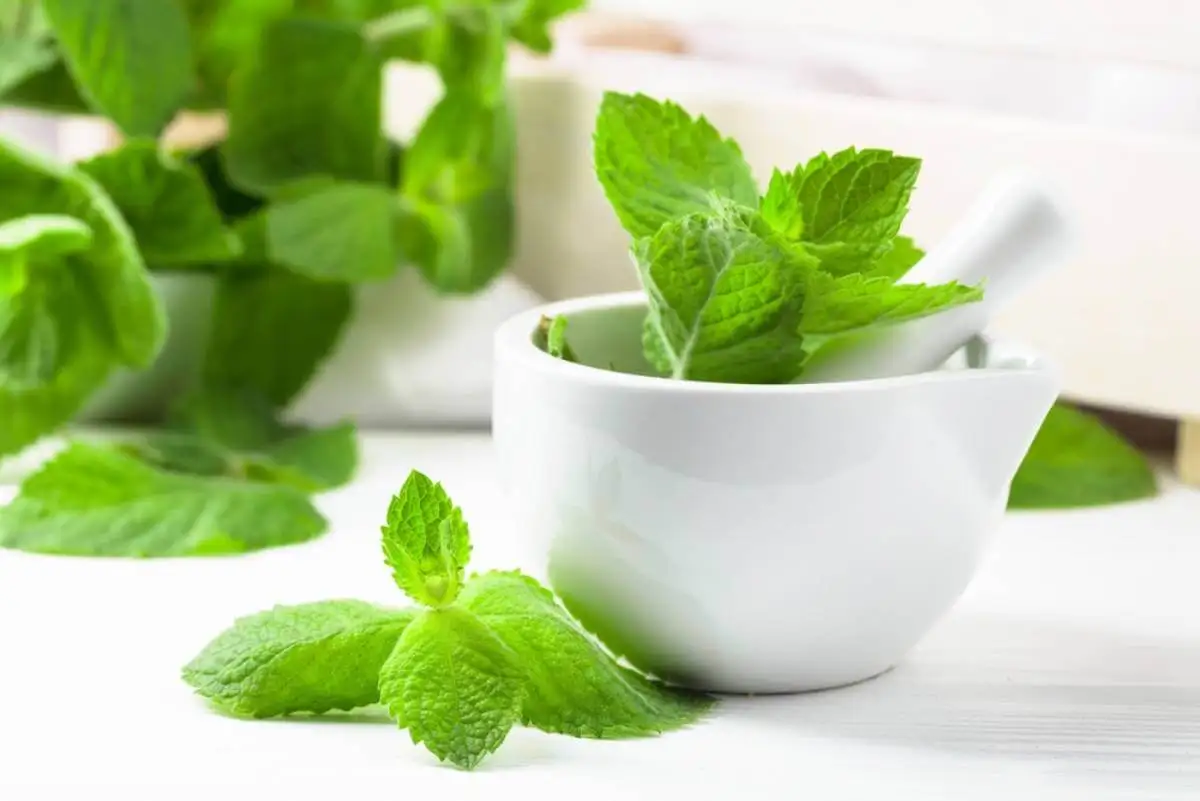 Hojas de menta en un mortero