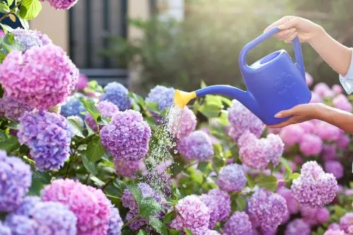 Regando flores