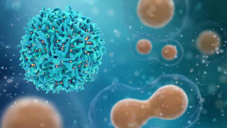 ¿Cómo actúa el sistema inmunológico contra el cáncer?