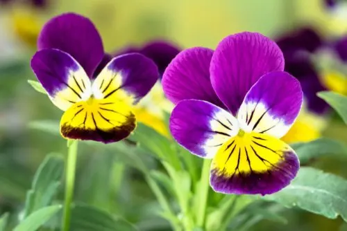 Viola tricolor