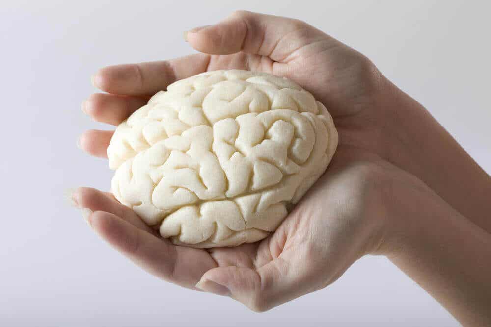 Cerebro en manos de mujer.