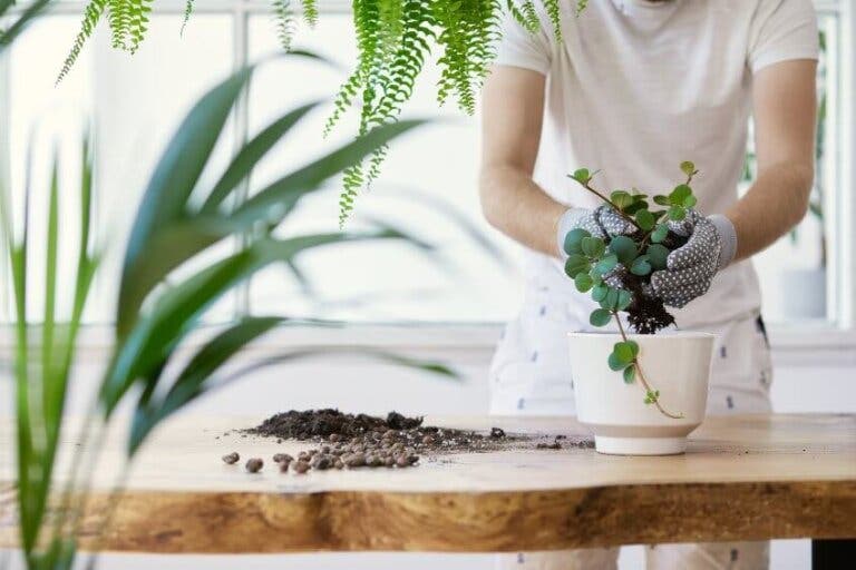 Aspectos a tener en cuenta para trasplantar las plantas