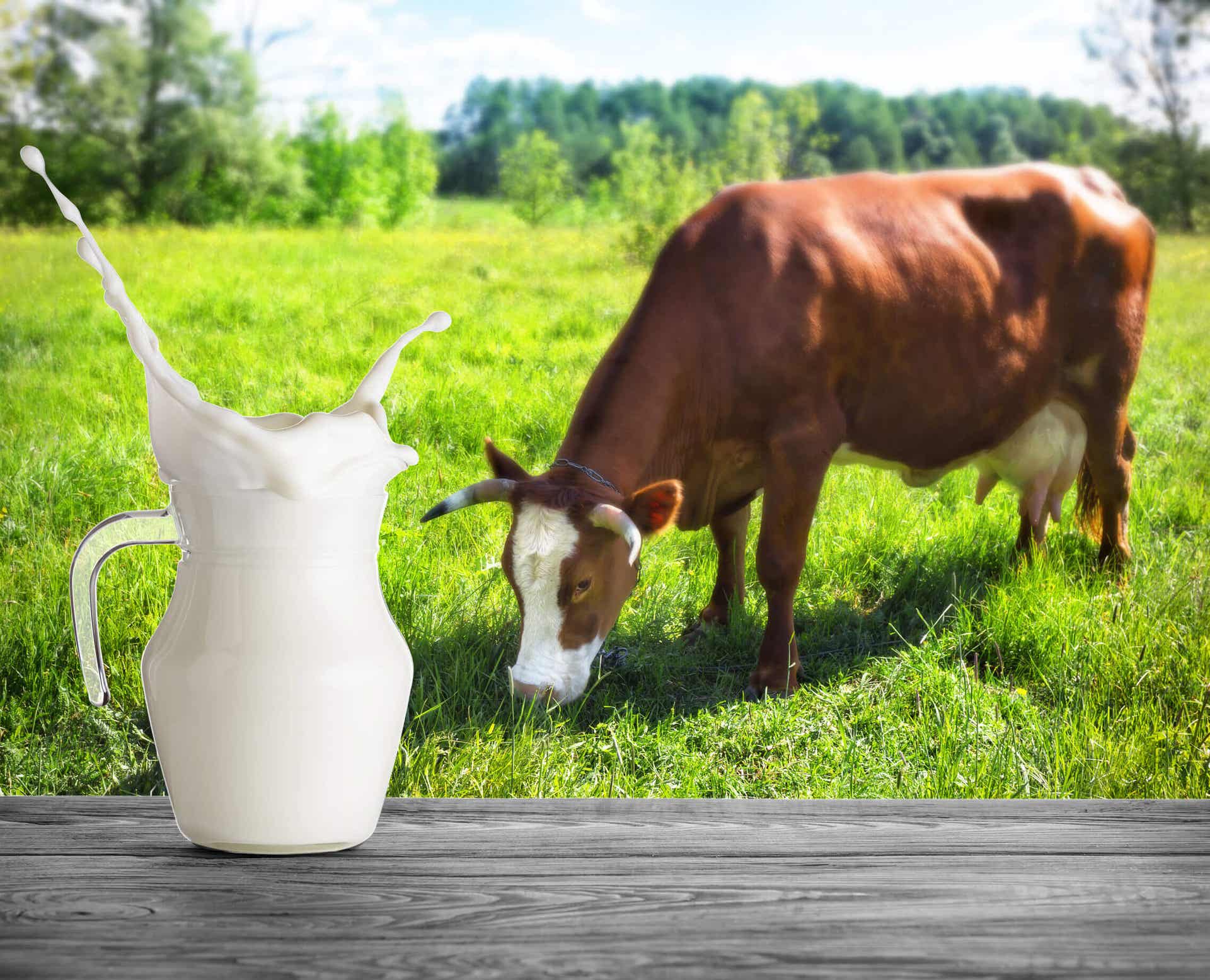 Al comparar la leche descremada versus leche entera podría existir controversia.