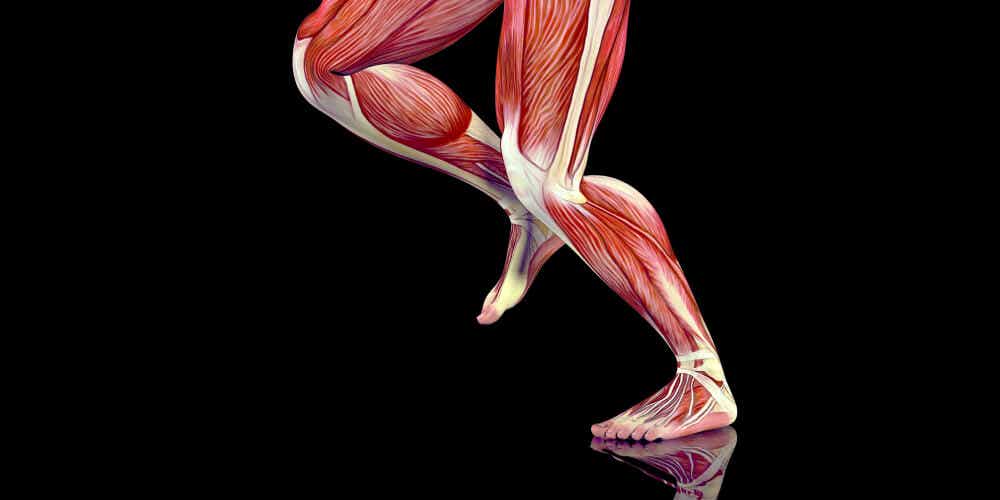 sistema muscular y puntos gatillo