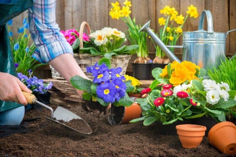 5 plantas de olor para un jardín pequeño y aromático