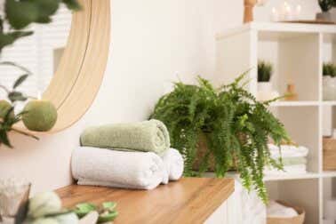 Las plantas que deberías tener en tu baño