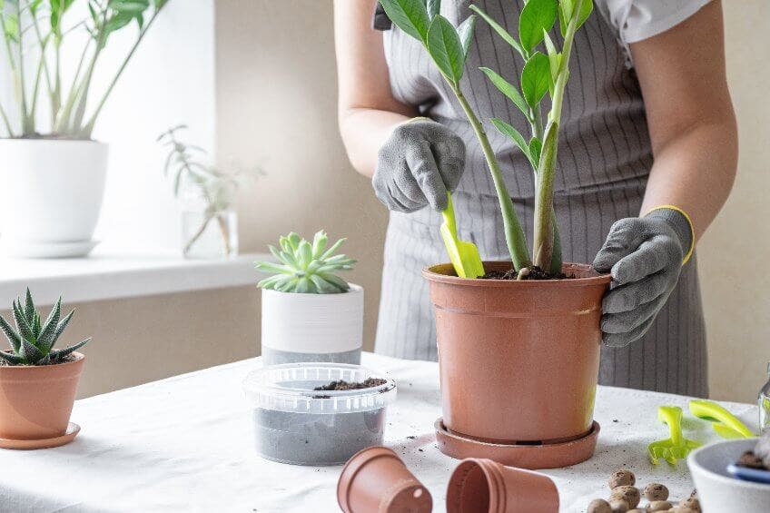 Recomendación para trasplantar plantas