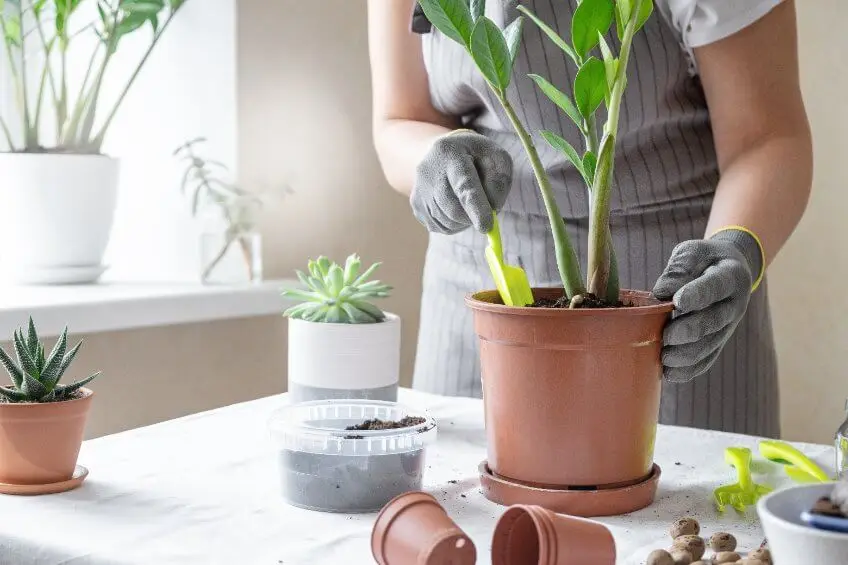Recomendación para trasplantar plantas