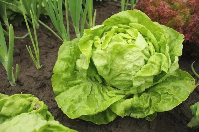 Qué variedad de lechuga elegir y cómo cultivarla