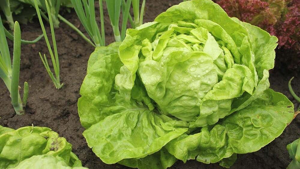 ¿El té de lechuga sirve para ayudar a dormir mejor? Mejor con Salud ¿El té de lechuga sirve para ayudar a dormir mejor? Mejor con Salud