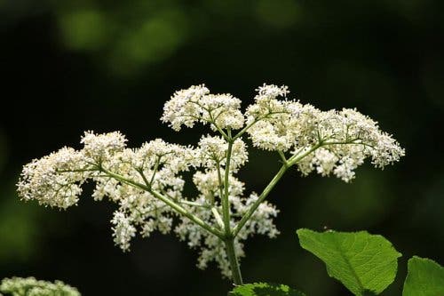 Flor de saúco