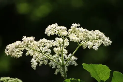 Flor de saúco