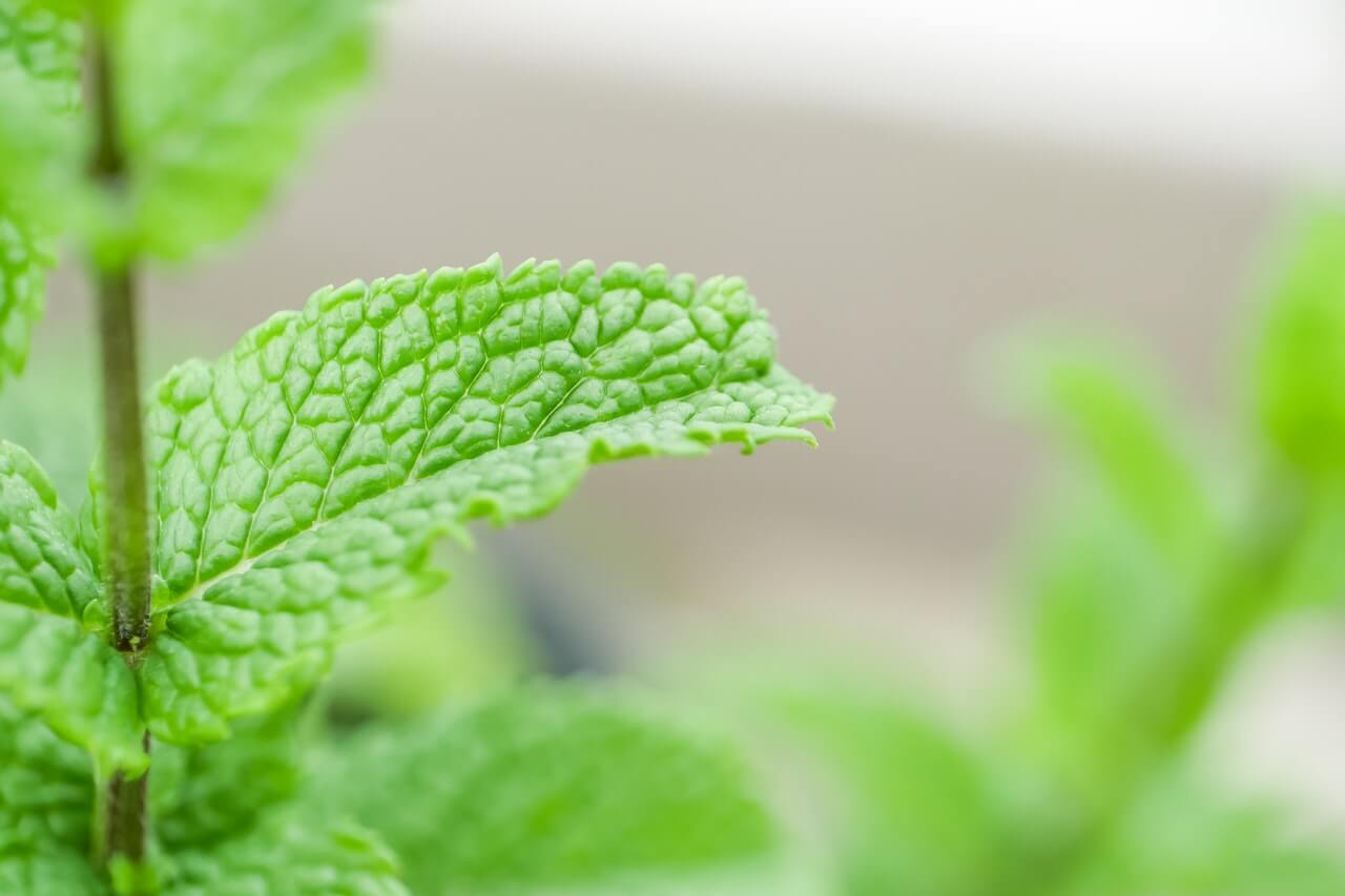 La menta tiene compuestos bioactivos que favorecen el buen funcionamiento de la vesícula. Además, mejora el flujo de bilis para evitar que se formen piedras.
