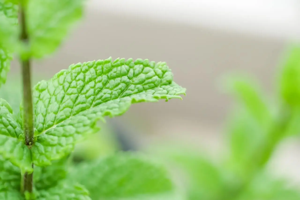 La menta tiene compuestos bioactivos que favorecen el buen funcionamiento de la vesícula. Además, mejora el flujo de bilis para evitar que se formen piedras.