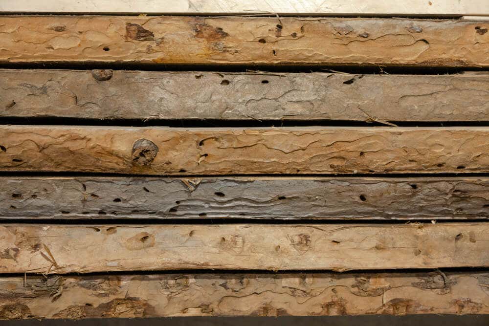 Detectar carcoma en la madera