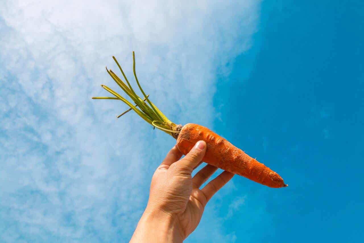 Mano sosteniendo una zanahoria.