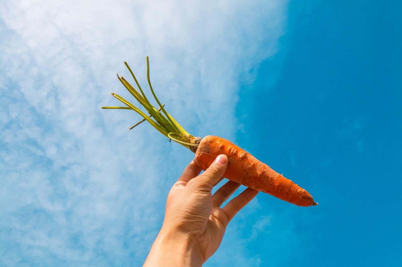 Mano sosteniendo una zanahoria