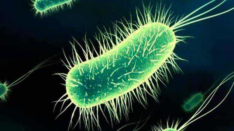 La bacteria Escherichia coli, causante principal de las cistitis