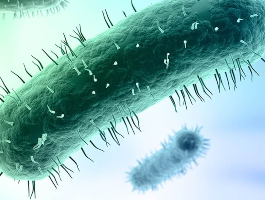 Imagen microscópica del Micoplasma Genital