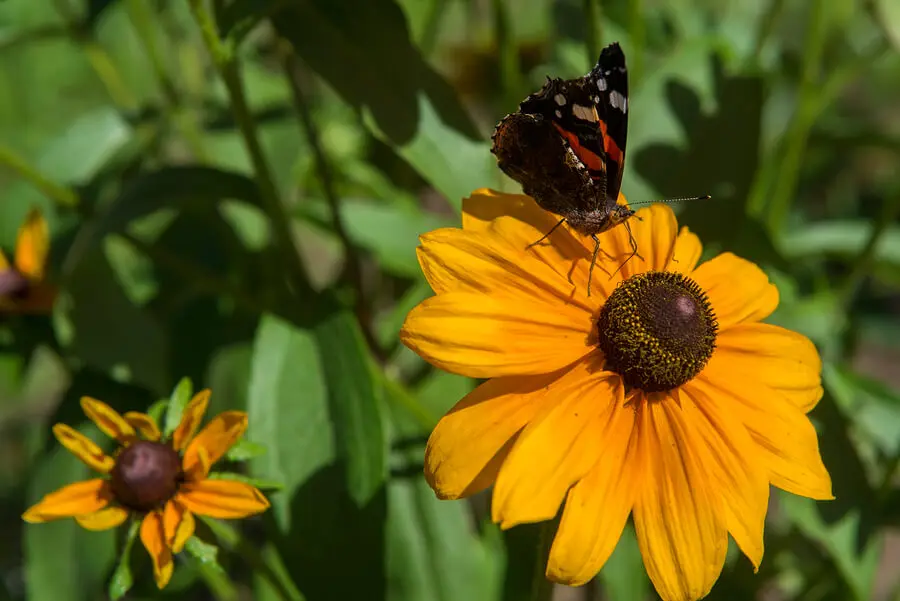 Rudbeckia, uno de los tipos de margarita