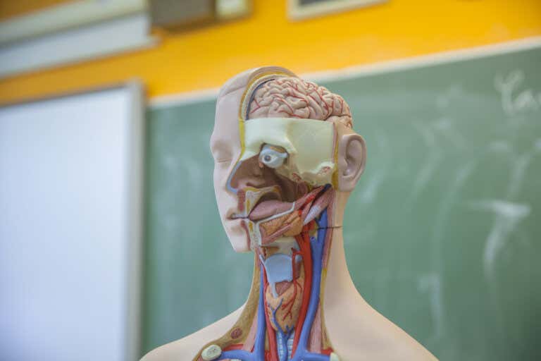 El cuello es una estructura anatómica compleja