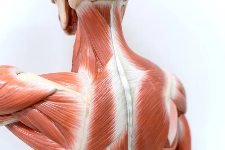 Anatomía de los músculos de la espalda