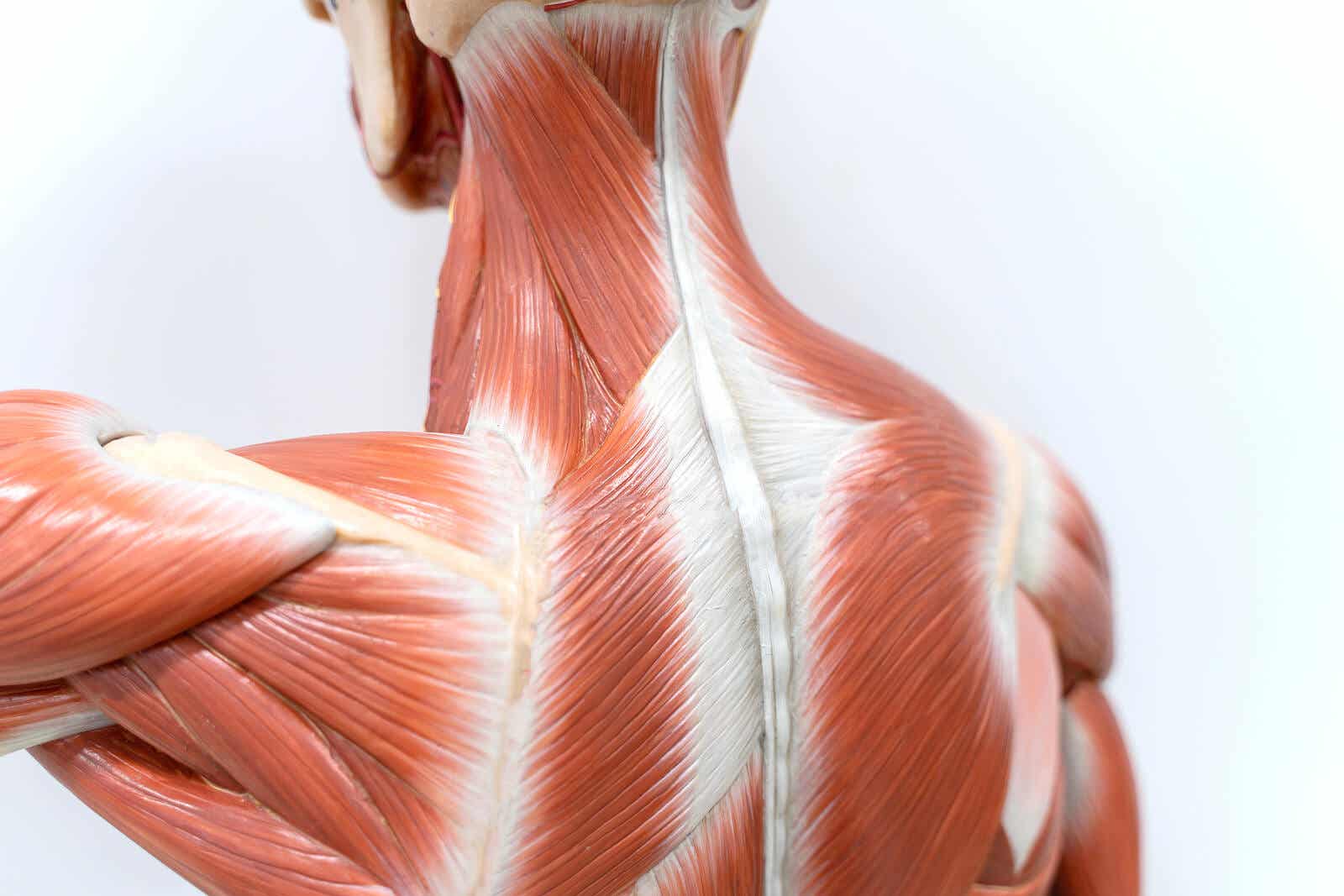 Schaubild der hinteren Muskulatur