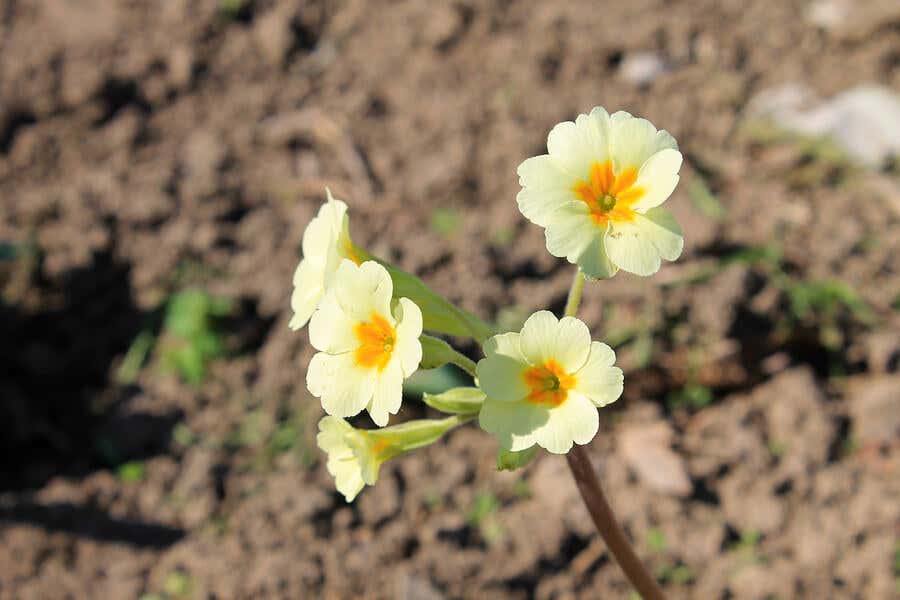 Clavelina, flores de verano pequeñas